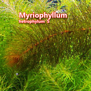 Myriophyllum hetrophylum  S